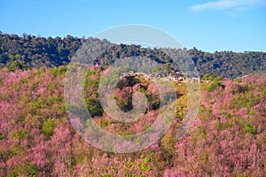 Wild Himakayan cherry trees or Cherry blossom field on phu lom lo mountain