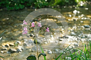 Wild Himalayan Balsam Flowers Blooming by a Mountain Stream