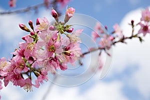 Wild himalayan cherry