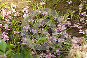 Wild himalayan cherry