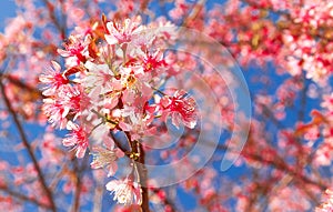 Wild himalayan cherry