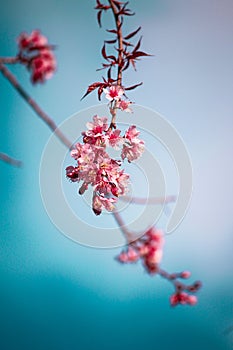 Wild himalayan cherry