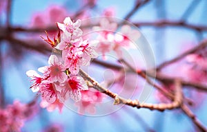 Wild himalayan cherry