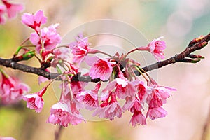 Wild himalayan cherry