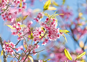 Wild Himalayan Cherry