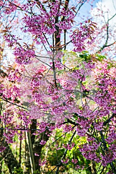 Wild himalayan cherry