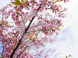 Wild himalayan cherry