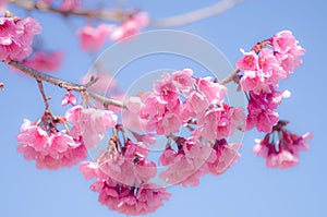 Wild Himalayan Cherry