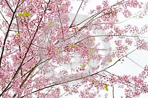 Wild Himalayan Cherry bloomimg on tree