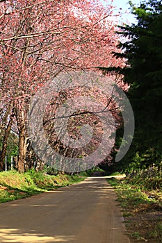 Wild himalayan cherry blooming at Khun Wang Royal Project