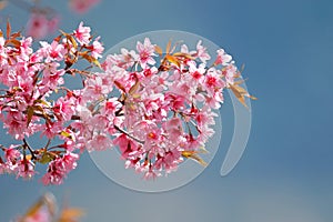 Wild Himalayan Cherry blooming during winter in Thailand