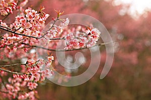 Wild Himalayan Cherry blossom