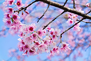 Wild Himalayan Cherry Blossom