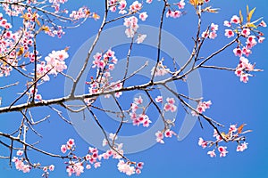 Wild Himalayan Cherry Blossom