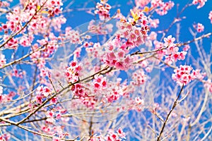 Wild Himalayan Cherry Blossom