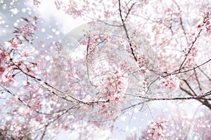 Wild Himalayan Cherry Blossom, beautiful pink sakura flower at winter with snow landscape