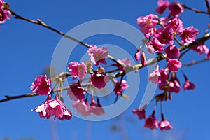 Wild Himalayan Cherry Blossoms