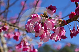 Wild Himalayan Cherry Blossoms