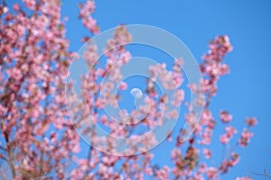 Wild Himalayan cherry blossoms is blooming