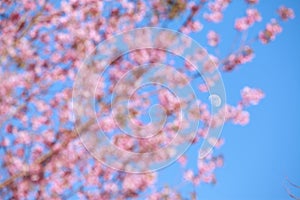 Wild Himalayan cherry blossoms is blooming