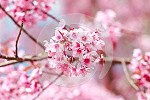 Wild Himalayan Cherry Blossoms in spring season (Prunus cerasoides).