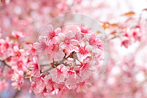 Wild Himalayan Cherry Blossoms in spring season, Prunus cerasoides, Pink Sakura Flower