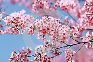 Wild Himalayan Cherry Blossoms in spring season Prunus cerasoides, Sakura in Thailand, selective focus
