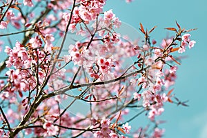 Wild Himalayan Cherry Blossoms in spring season Prunus cerasoides, Sakura in Thailand, selective focus, Phu Lom Lo, Loei,