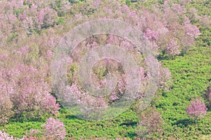 Wild Himalayan Cherry Blossoms in spring season Prunus cerasoides, Sakura in Thailand, selective focus, Phu Lom Lo, Loei,