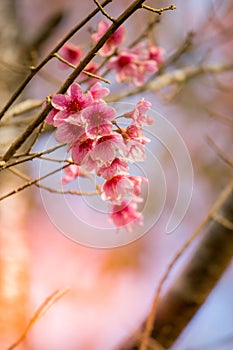 Wild Himalayan cherry blossomsPrunus cerasoides blooming in winter at Phu Lom Lo,Kok Sathon,Dan Sai District,Loei,Thailand