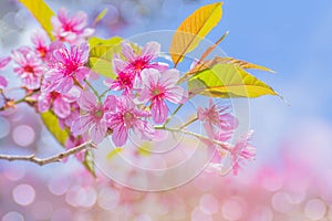 Wild Himalayan Cherry, Cherry flower, Sakura of Thailand, with the bokeh, the beam light, and lens flare effect