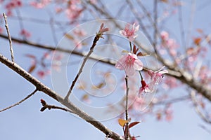 Wild Himalayan Cherry,Chiangmai