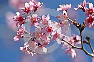 Wild himalayan cherry flower