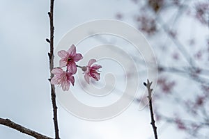 Wild Himalayan Cherry flower with blurred background