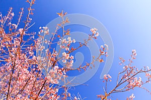 Wild Himalayan Cherry flower(Thailand's sakura or Prunus cerasoides) at Phu Lom Lo mountain, Loei , Thailand.