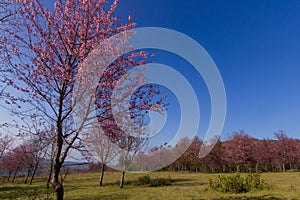 Wild Himalayan Cherry flower(Thailand's sakura or Prunus cerasoides)at Phu Lom Lo mountain, Loei ,Thailand.