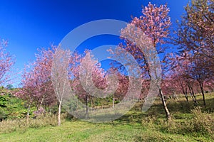 Wild Himalayan Cherry flower(Thailand's sakura or Prunus cerasoides)at Phu Lom Lo mountain, Loei ,Thailand.