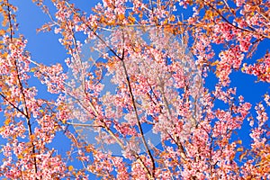 Wild Himalayan Cherry flower(Thailand's sakura or Prunus cerasoides) at Phu Lom Lo mountain, Loei , Thailand.