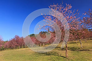 Wild Himalayan Cherry flower(Thailand's sakura or Prunus cerasoides) at Phu Lom Lo mountain, Loei , Thailand, Natural