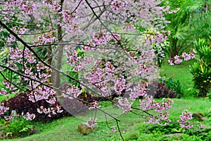 Wild Himalayan Cherry flowers full blooming tree
