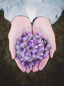 Wild Himalayan Cherry flowers on woman hands