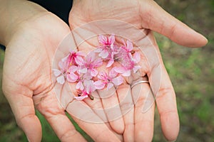 Wild Himalayan Cherry Petel On Hand