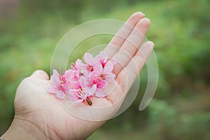 Wild Himalayan Cherry Petel On Hand