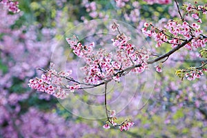 Wild Himalayan Cherry,pink blossom blooming at high mountain chiangmai province northern of thailand