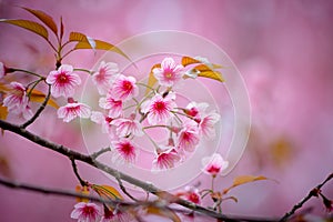 Wild Himalayan Cherry with pink and colorful smooth blur color background