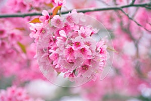 Wild Himalayan Cherry with pink and colorful smooth blur color background