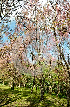 Wild Himalayan Cherry (Prunus cerasoides)