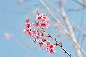 Wild Himalayan Cherry (Prunus cerasoides)