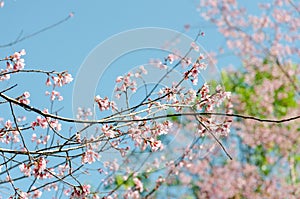 Wild Himalayan Cherry (Prunus cerasoides)