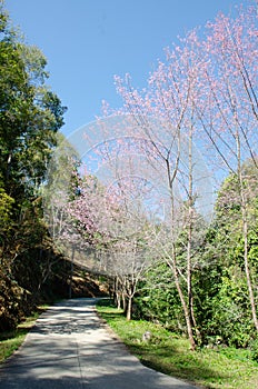 Wild Himalayan Cherry (Prunus cerasoides)